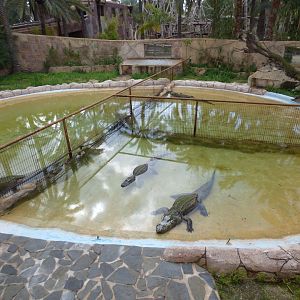 Main American Alligator Pool