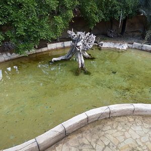 American Alligator Pool