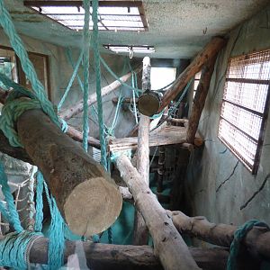 Bornean Orangutan and Lar Gibbon Enclosure