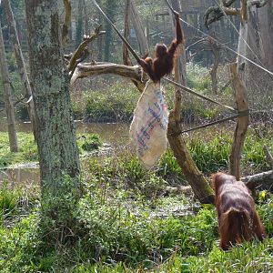Bornean Orangutans, March 2017