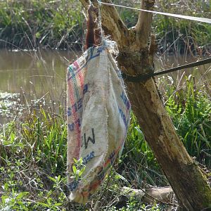 Orangutan in a sack, March 2017