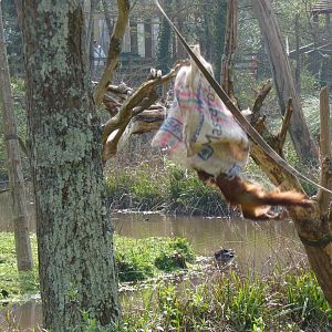 Flying Orangutan, March 2017