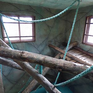 Bornean Orangutan and Lar Gibbon Indoor Enclosure