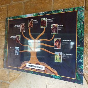 Family Tree in Orangutan House