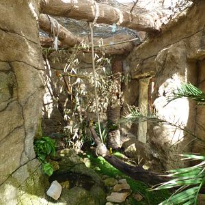 Outdoor Common Marmoset Enclosure