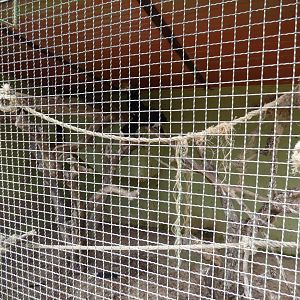Black-and-White Casqued Hornbill Aviary