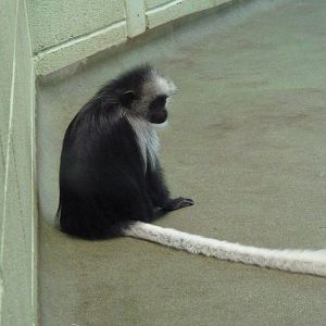 King Colobus, March 2017