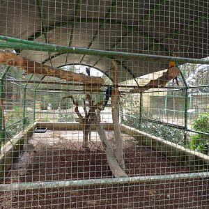 Red-Legged Serima and Macaw Exhibit