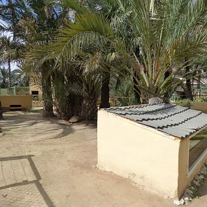 Sulcutta Tortoise Enclosure