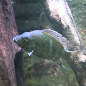 Cichlid ID?