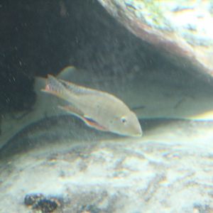 Cichlid ID?