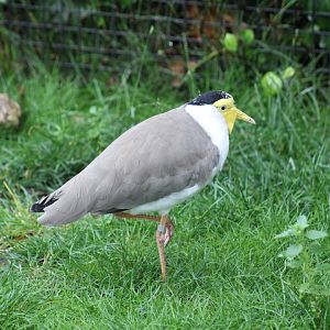 Northern Masked Lapwing