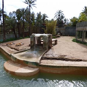 "Bengal" Tiger Enclosure