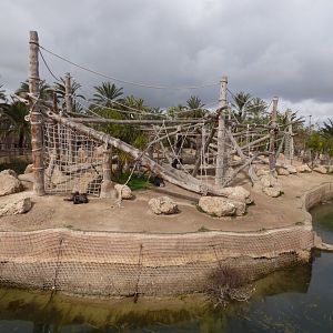 Chimpanzee Island