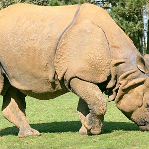 Indian Rhinoceros; Whipsnade; 25th March 2017