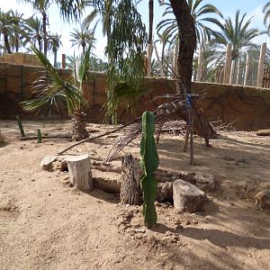 Meerkat Enclosure