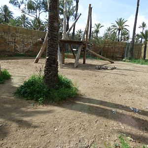 Striped Hyena Enclosure