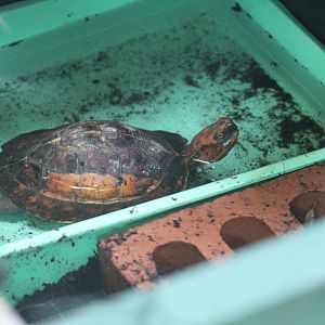 Bourret's Box Turtle
