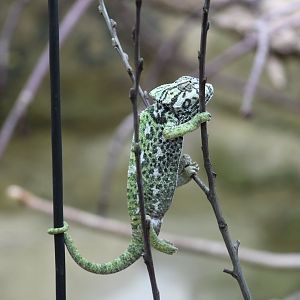 Common Chameleon