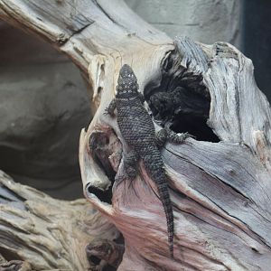 Sceloporus cyanogenys?