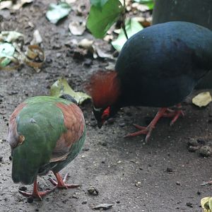 Crested wood-partridges