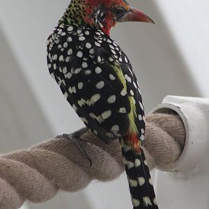 Red-and-yellow barbet