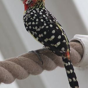 Red-and-yellow barbet