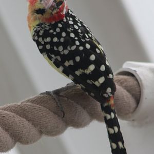 Red-and-yellow barbet