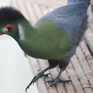 White-cheeked touraco