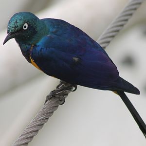 Golden-breasted starling