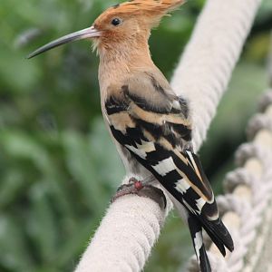Hoopoe