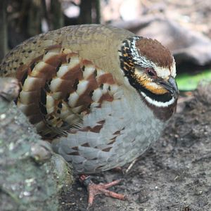 White-necklaced partridge