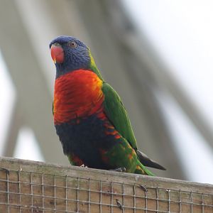 Rainbow lorikeet