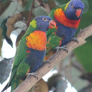 Rainbow lorikeets