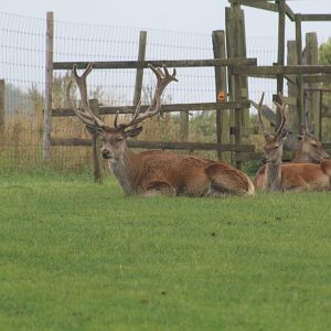 Carpathian Red Deer