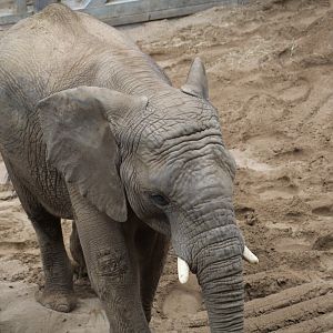 African Bush Elephant