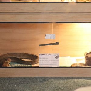 Venomous Snake Terrarium