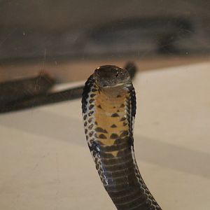 King Cobra