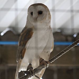 White-Breasted Barn Owl