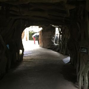 Tunnel through flooded forest