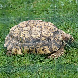 Leopard Tortoise