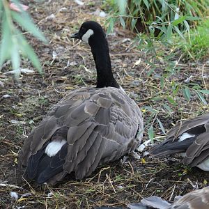 Atlantic Canada Goose