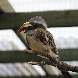 Northern Grey Hornbill