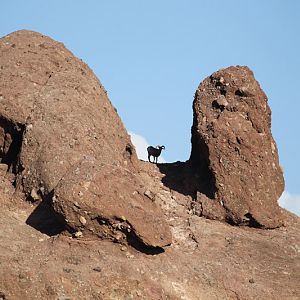 Bighorn sheep exhibit