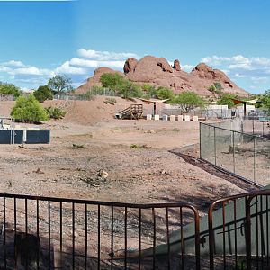 Coyote exhibit renovation