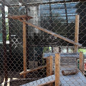 new jaguar exhibit (bad)