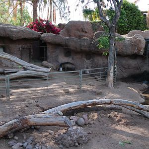 warty pig exhibit (new partition)