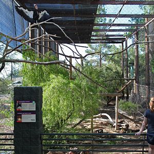 California condor aviary