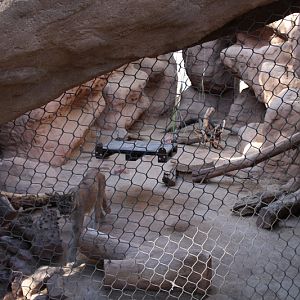 Mountain lion exhibit