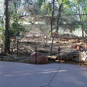 Mexican wolf exhibit